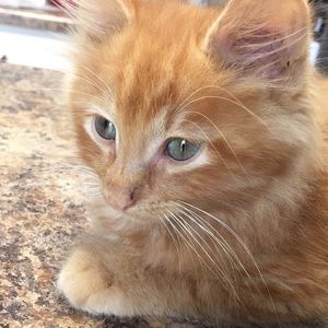 Meet your Posher, Eden